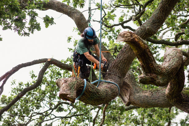 How Our Tree Care Process Works  in  Stonebridge, NJ